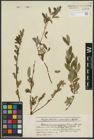 Foto von Salix purpurea L. x Salix repens L.